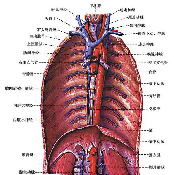 胸部静脉解剖示意图