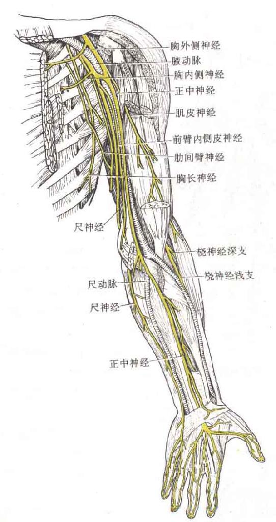 干,股,束四段,并发出许多分支,在腋窝臂丛形成三个束,即外侧束,内侧束