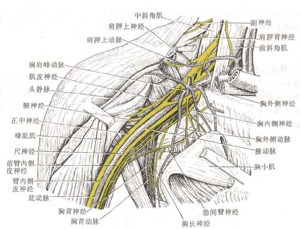 人体臂丛解剖示意图