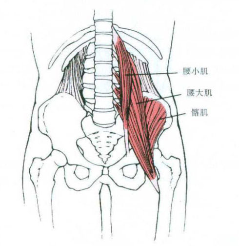 腰大肌解剖示意图