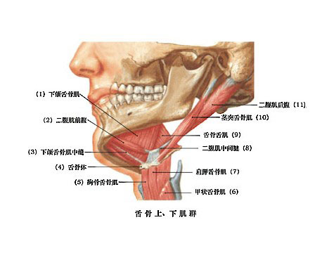 二腹肌 上凳舌骨肌 茎突舌骨肌 颏舌骨肌;舌骨下肌群4块:胸骨舌骨