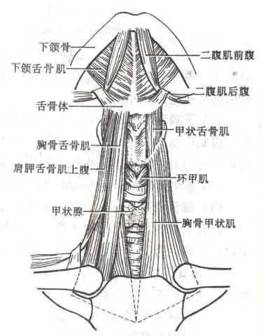 舌骨上肌群4块:二腹肌 上凳舌骨肌 茎突舌骨肌 颏舌骨肌;舌骨下肌群4