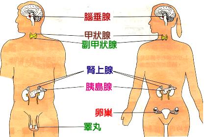 内分泌腺结构示意图