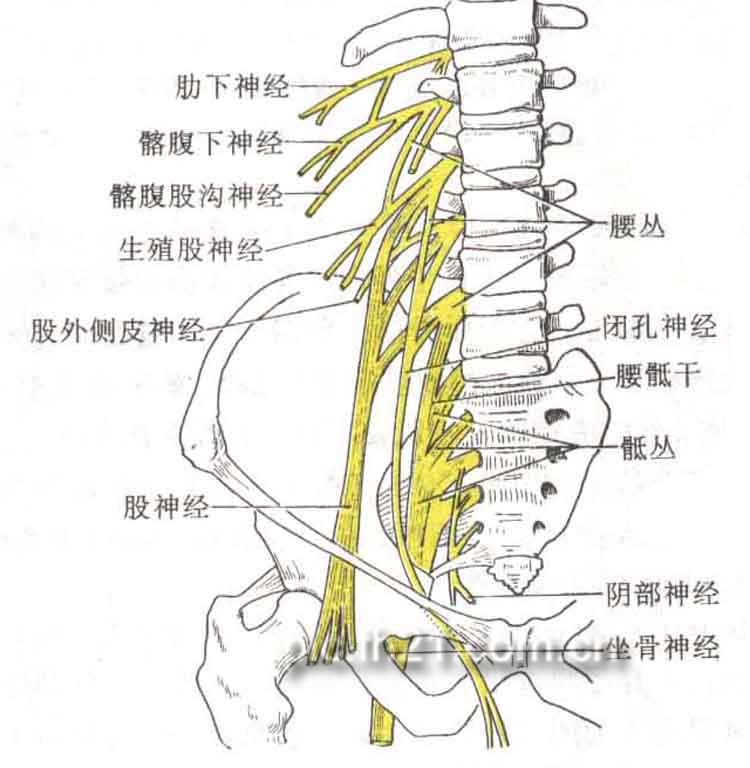 引起坐骨神经痛的原因