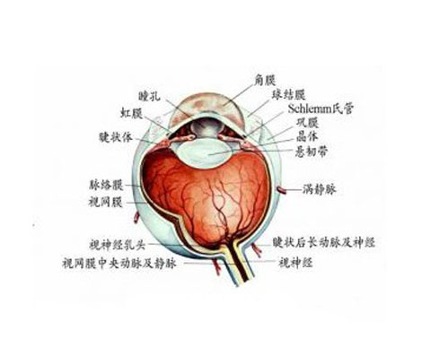 眼球 位于眼眶内,后端有视神经与脑相连.