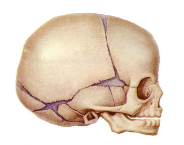 新生儿颅骨解剖示意图