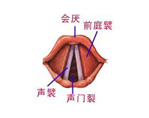 人体喉部解剖示意图