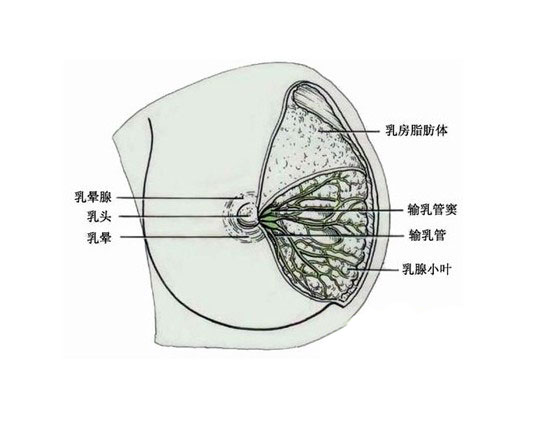 乳房生理结构图