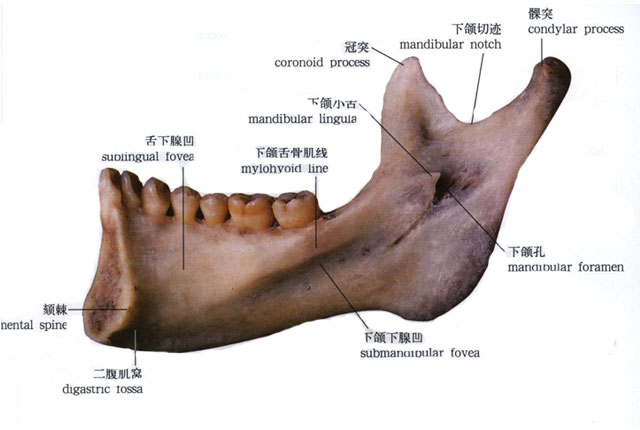 人体颌骨解剖示意图