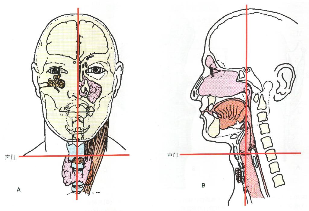声门_声门下狭窄