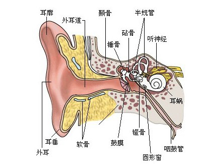 胆脂瘤型中耳炎图