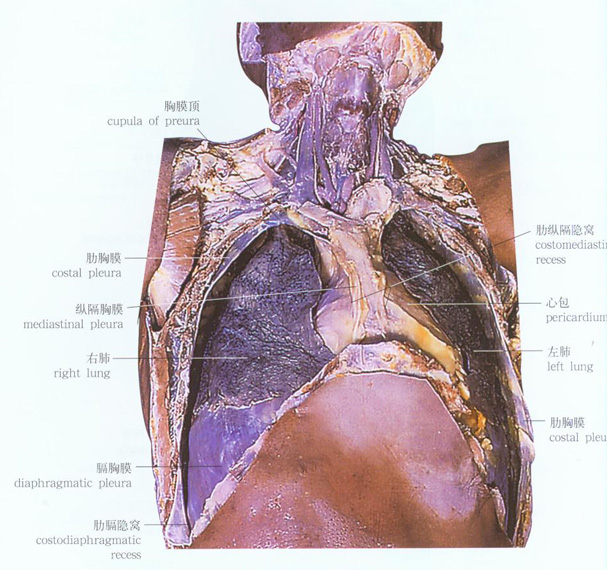 胸膜部位解剖示意图