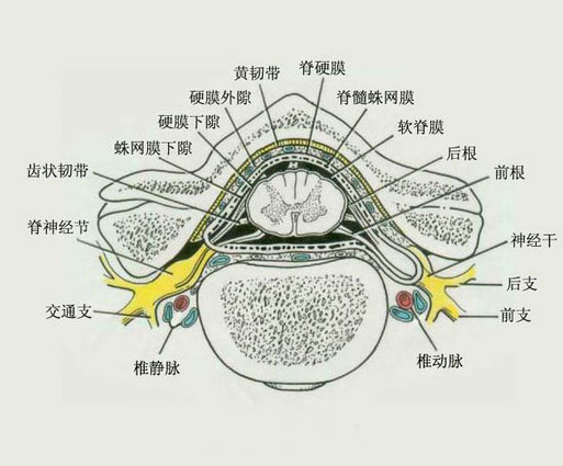 人体脊髓的被膜示意图