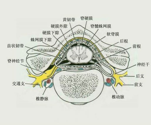 硬脊膜由致密结缔组织构成,厚而坚韧,包裹着脊髓;脊髓蛛网膜为半透明