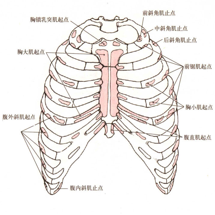 正常人体胸廓解剖图