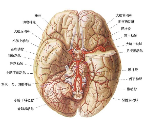 脑部动脉分布示意图