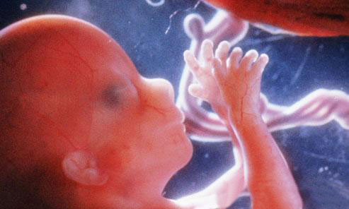怀孕四个月胎儿详细图
