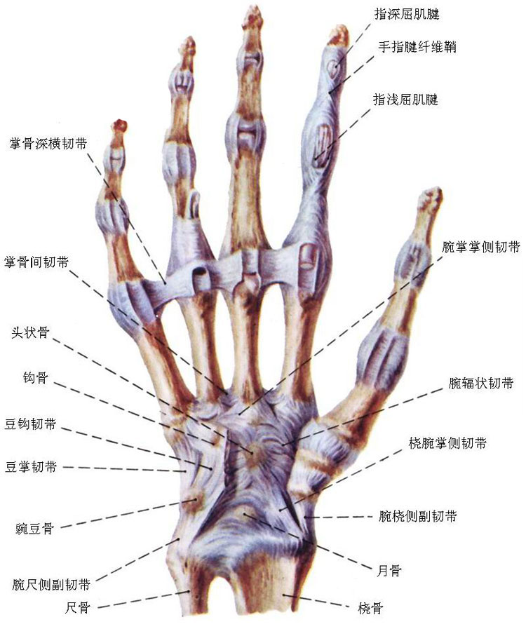 手关节解剖示意图