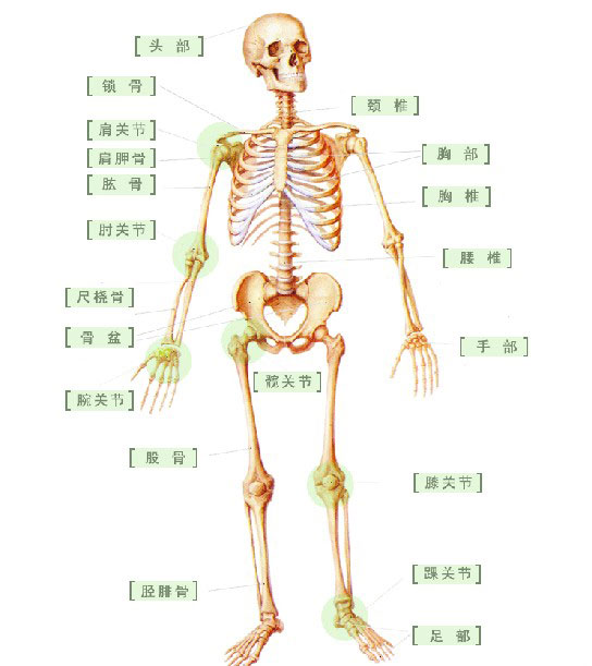 全身骨骼解剖示意图