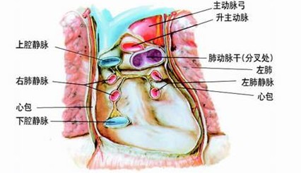 正常人体心包解剖图