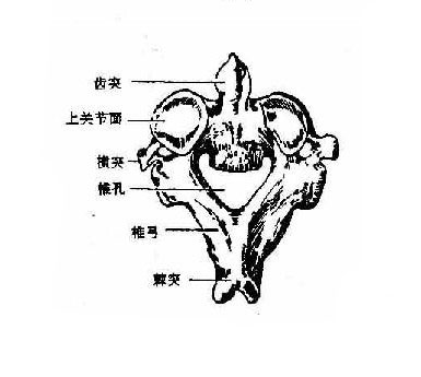 人体寰椎关节解剖图