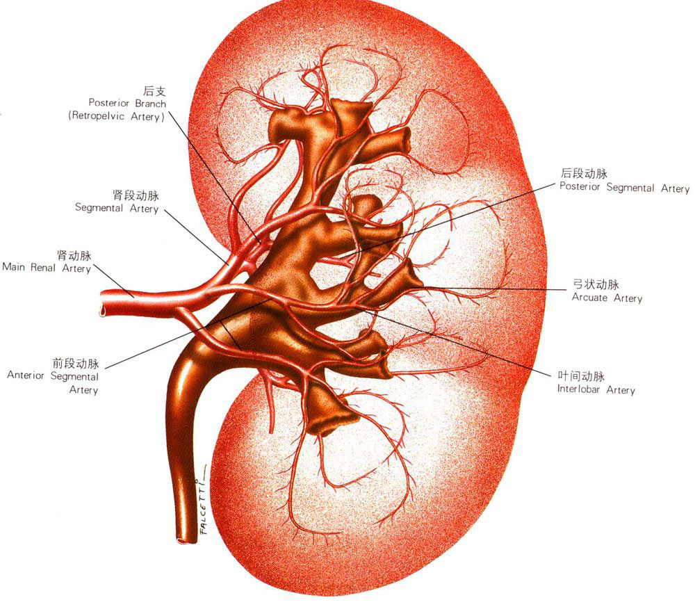 正常人体肾脏解剖图