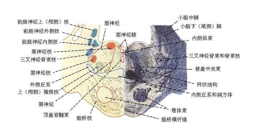 腹面膨大的部分称为脑桥基底部,基底部向两侧变窄,称脑桥壁与小脑联系
