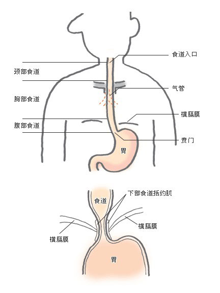正常人体食道解剖图