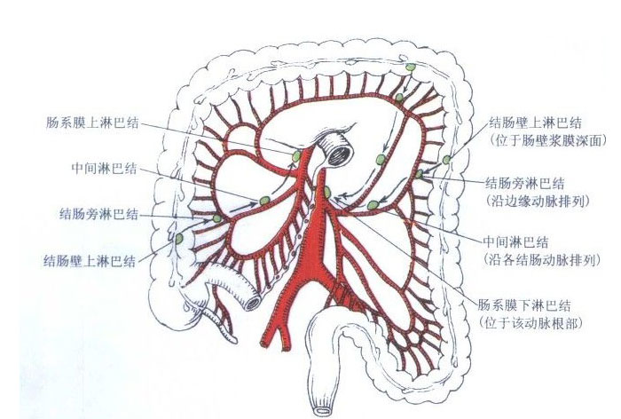 正常人了淋巴结图片