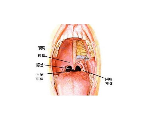 正常人体扁桃体解剖图