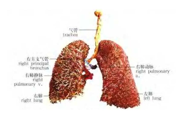 正常人体肺部解剖图