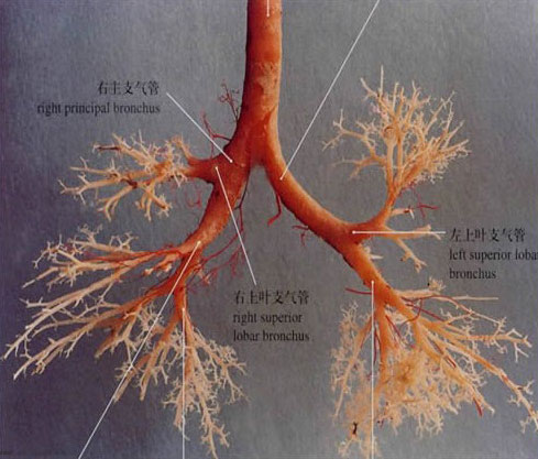 气管与支气管解剖学