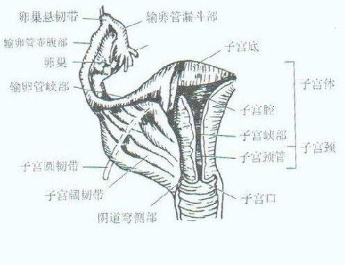 女性内生殖器,包括卵巢,输卵管,子宫,阴道和前庭大腺.