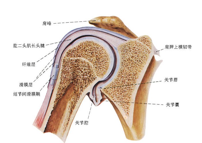 人体肩关节解剖学