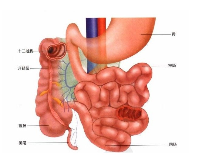 正常人体小肠解剖学