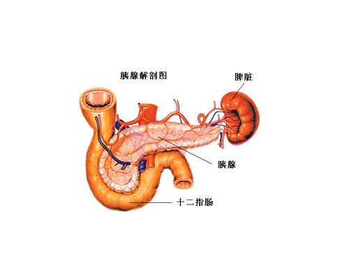 人体胰腺结构示意图