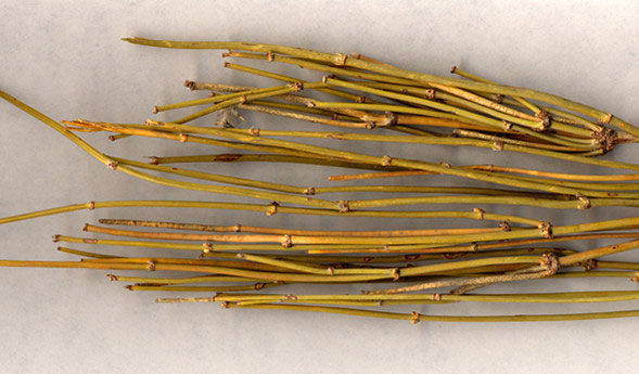 麻黄 发汗散寒宣肺平喘_飞华健康网