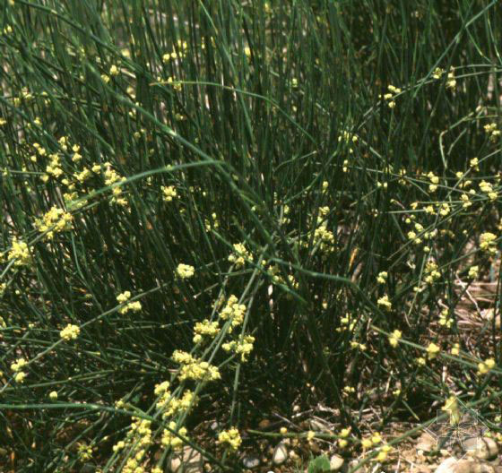 包括有三种麻黄属的植物:草麻黄(ephedra sinica),木贼麻黄(ephedra