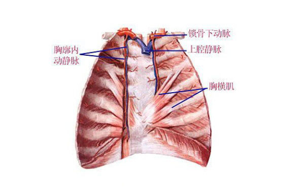 人体胸廓解剖图