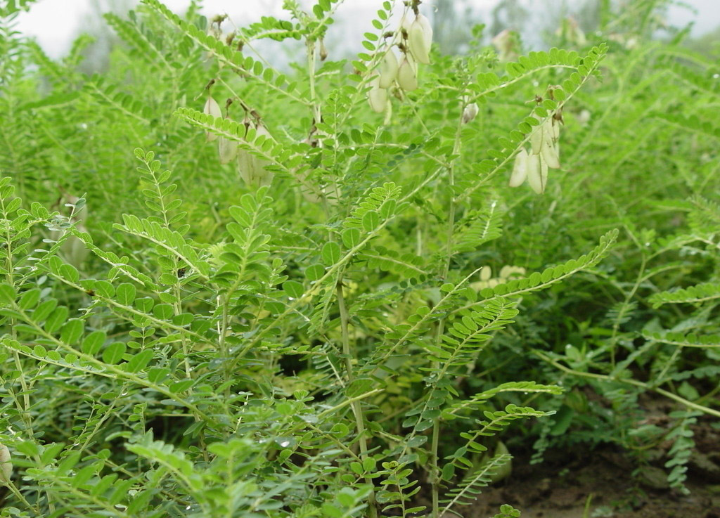 中药材黄芪为豆科草本植物蒙古黄芪,膜荚黄芪的根,具有补气固表,利