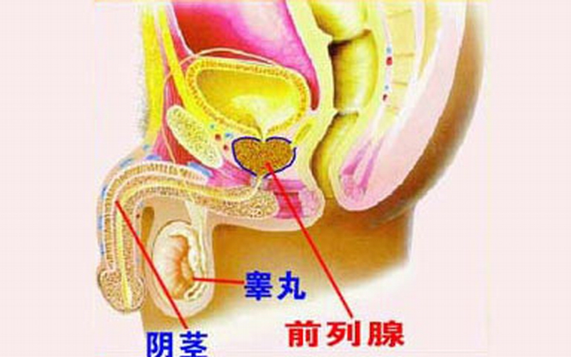 男性前列腺