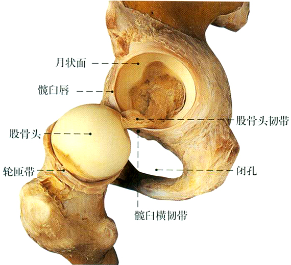 骶髂关节感觉有摩擦是怎么回事