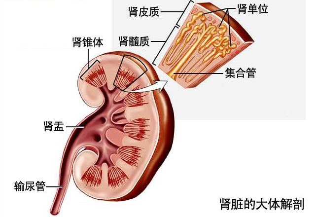 肾盂肾炎相关检查有哪些