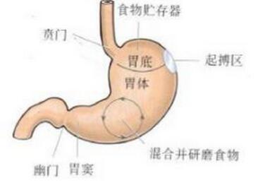 轻微胃窦炎如何治疗