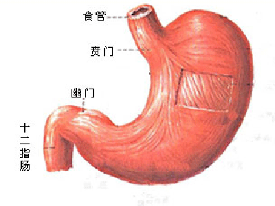 解析十二指肠溃疡的检查方法