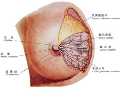 乳腺纤维瘤有何症状