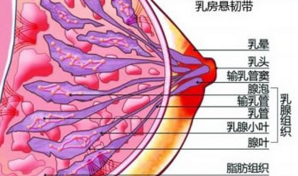 月经后减轻或消失的乳房胀痛现象,这也是重要的乳腺结节的症状之一