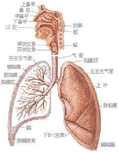 胸膜炎的中医护理方式是什么