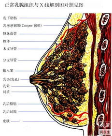 细数乳腺囊肿的原因