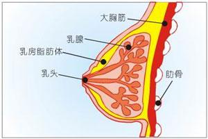 > 乳腺外科 > 乳腺囊肿 > 危害  4,造成不适的症状:若是患有乳腺囊肿